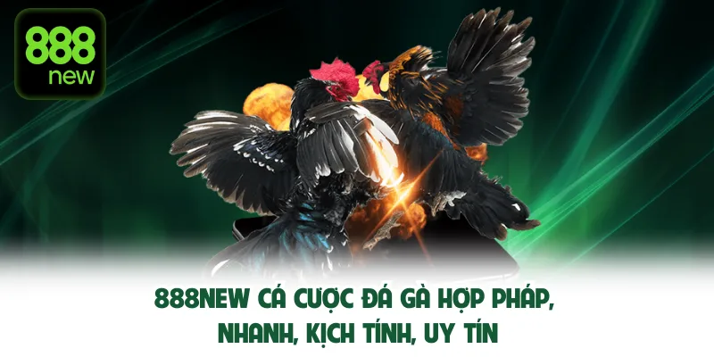 888NEW cá cược đá gà hợp pháp, nhanh, kịch tính, uy tín.
